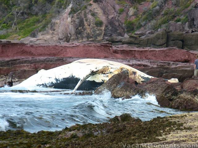 The dead hump back whale