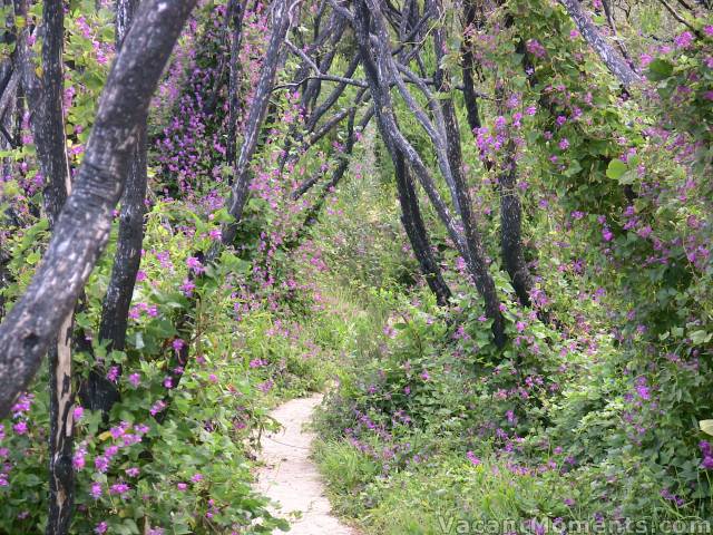 Path from the beach  not exactly alpine