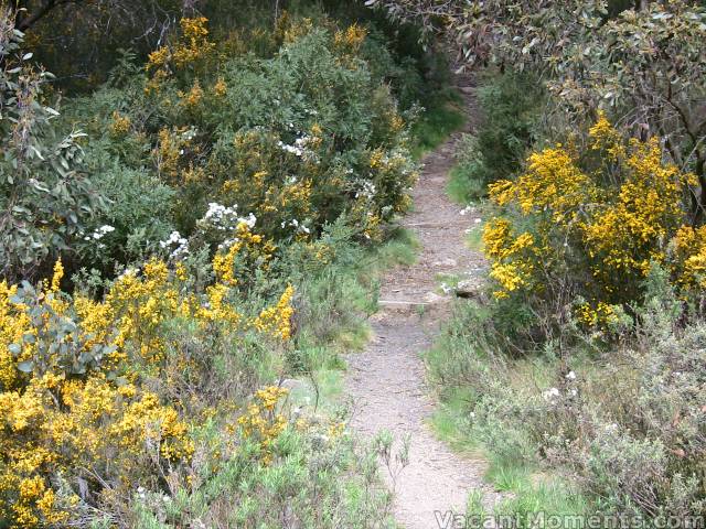 Nature Trail through the wildflowers