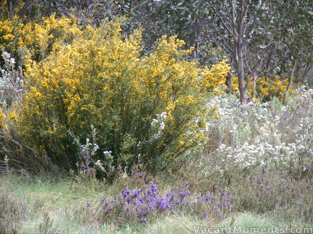 Yellow, white and purple - like the colours of a flag