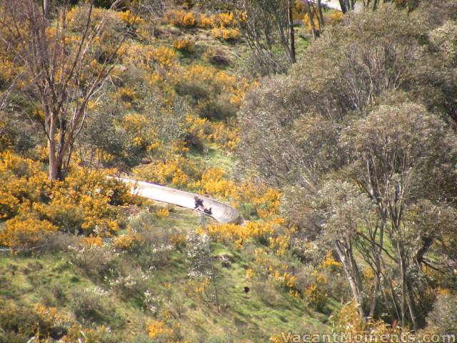 Bobsledding through the blossoms