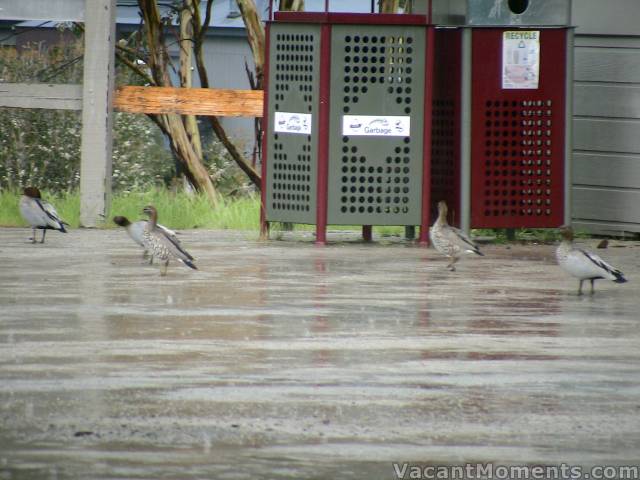 Afternoon weather is best suited to ducks