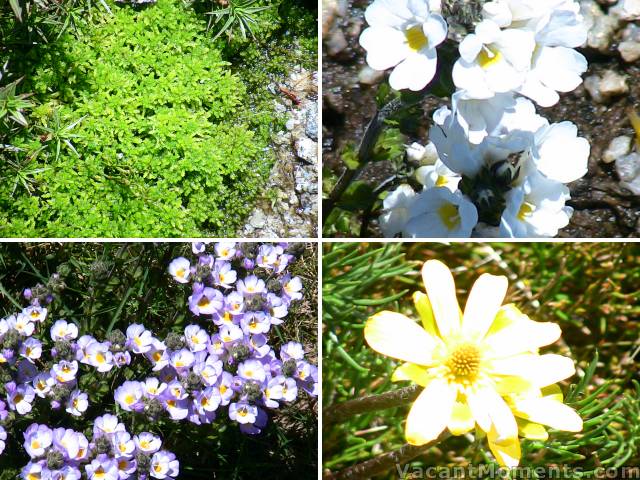 Alpine Flora in abundance