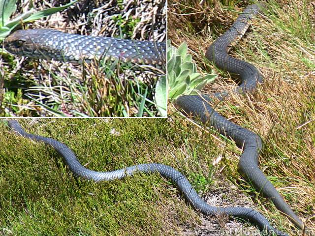 Alpine Fauna - I wasn't fast enough to get a photo of this chap crossing the walking path in front of me