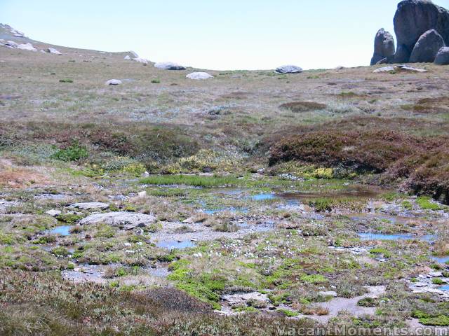 The colours of the high alpine are subtle and yet beautiful