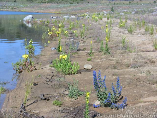 Colourful weeds are doing well around the lake