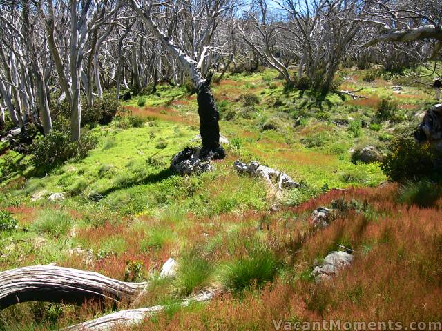 Lush green in the height of the alpine summer