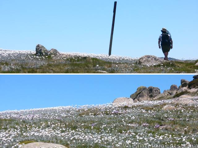 Lynne traversing the fields of wild flowers