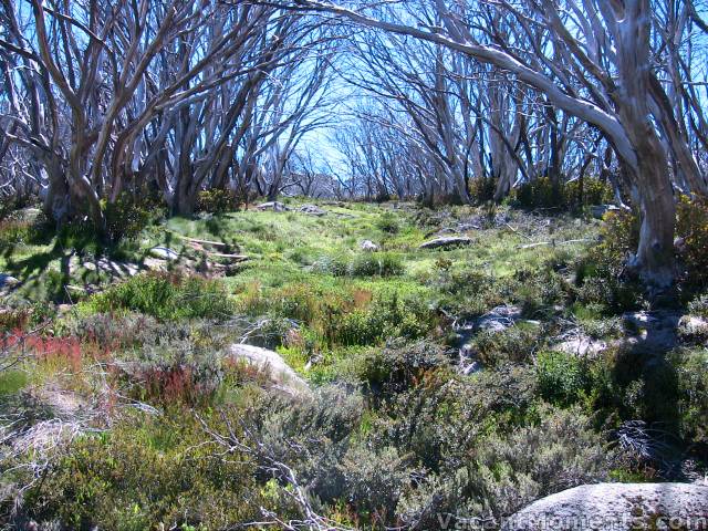 Where bush fires raged only a few years ago