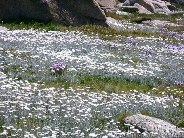 Floral spectacular  as brilliant as any fireworks display