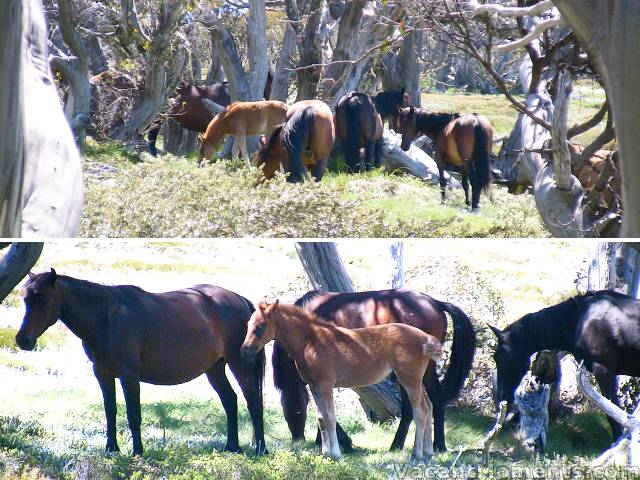 Would you let your NPWS destroy these wild brumbies?