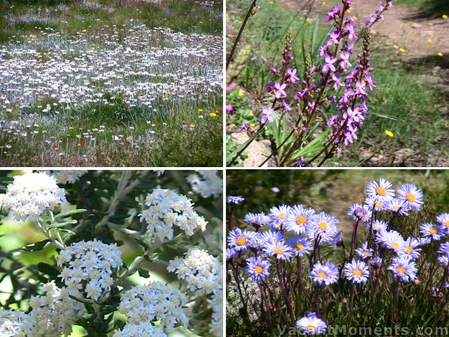 Wild flowers at all altitudes