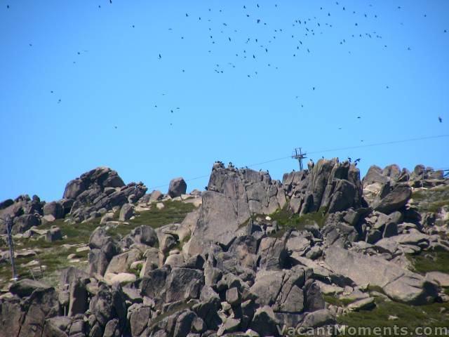 Crows above the top of Karels