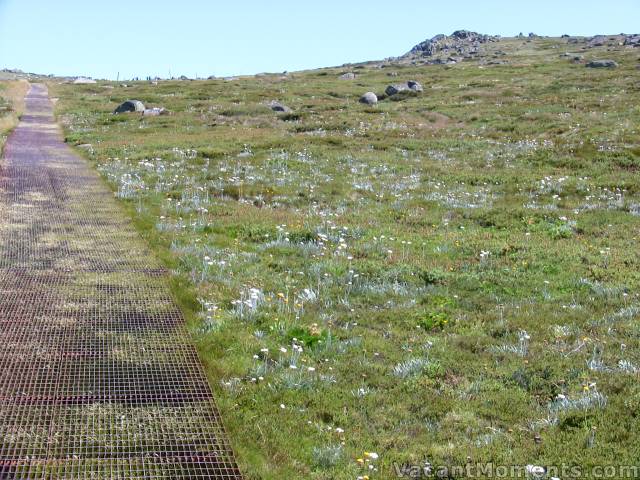 Wild flowers beside the walking path to Mt Kosciuszko