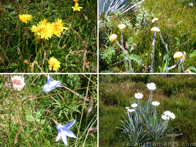 Abundant wild flowers on the main range