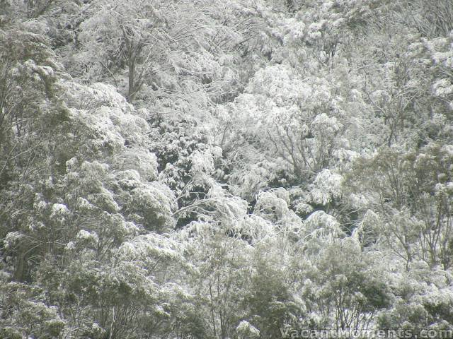 After 100kph winds, all was calm for the snow fall, allowing snow to settle in the trees