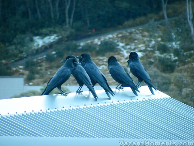 So when do we get to see snow in Thredbo?