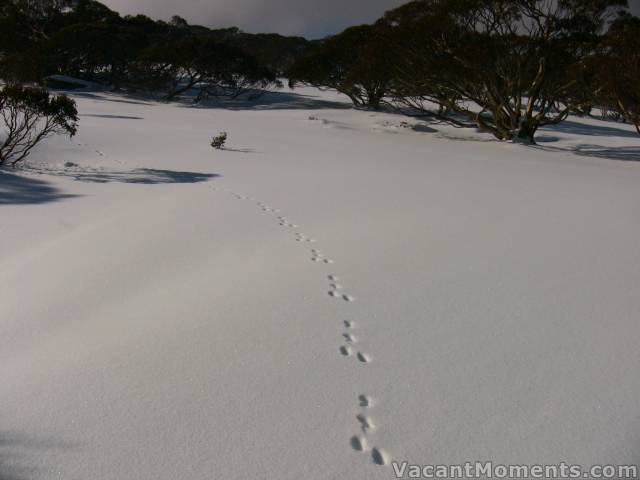 First 'hairy' tracks to DHG already taken