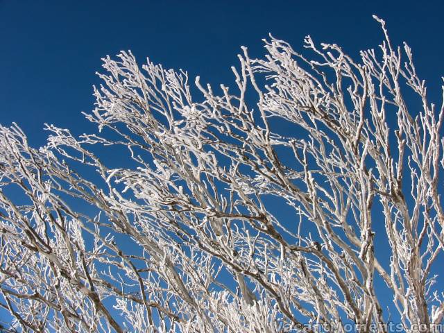 Frosted branches after Wednesday night's snowfall