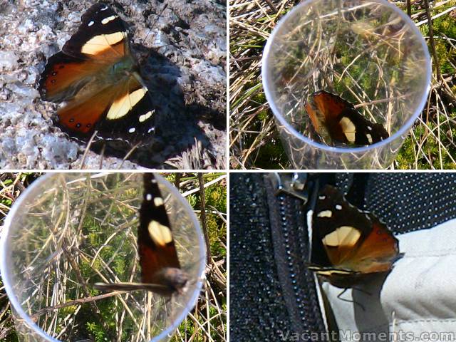 The rarely seen Binge Moth (before, during and after some fizz)