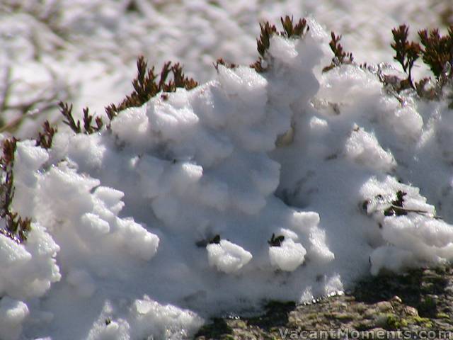 Easterly snowfall sticking to the alpine flora