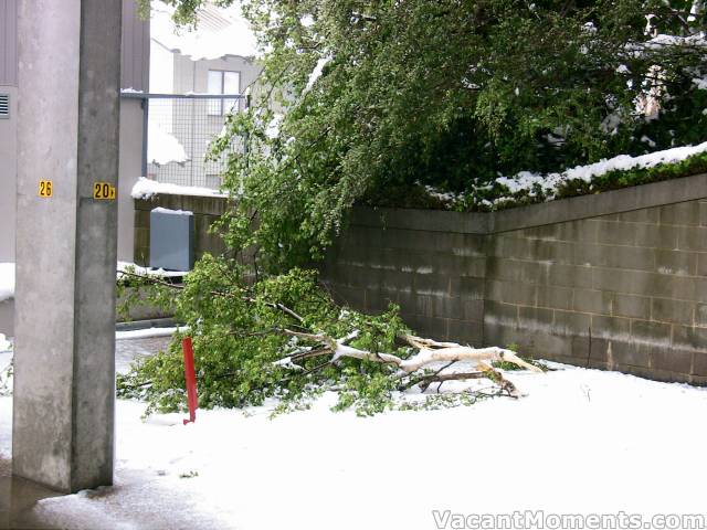 Tree branches down everywhere - just lucky that the village is empty 