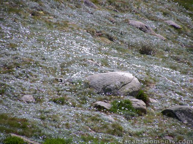 Field of wild flowers below Eagles Nest