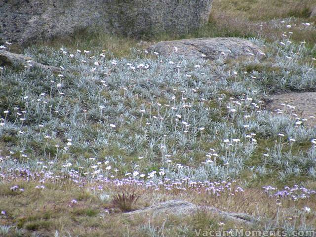 Field of flowers