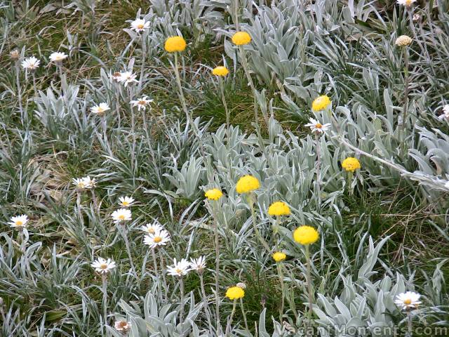 Billy Buttons amongst the Alpine Daisies