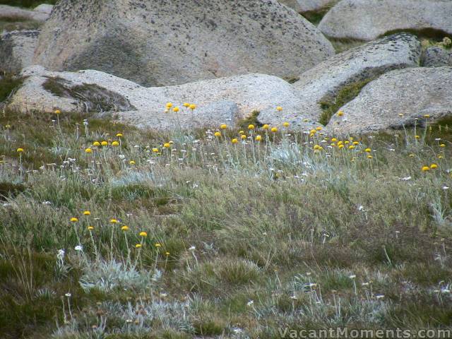 Flowers everywhere