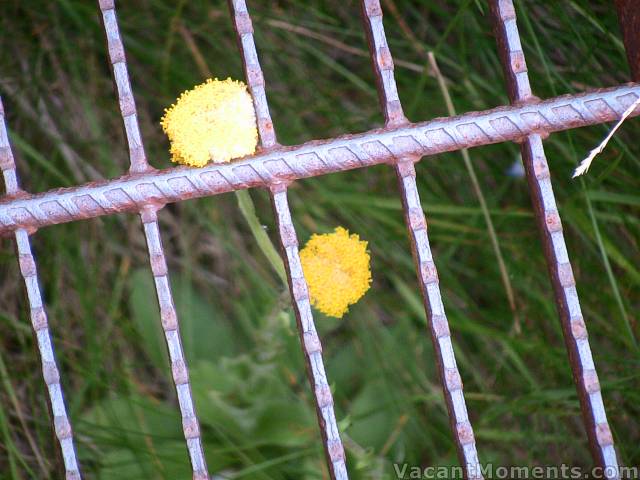 Captive wildflowers - what was their crime?