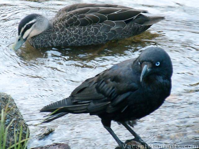 You can't leave a riverside BBQ unattended - Thredbo's two species of vulture