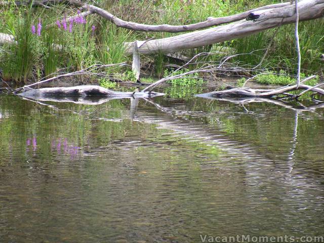 March is great for chilling out by a stream