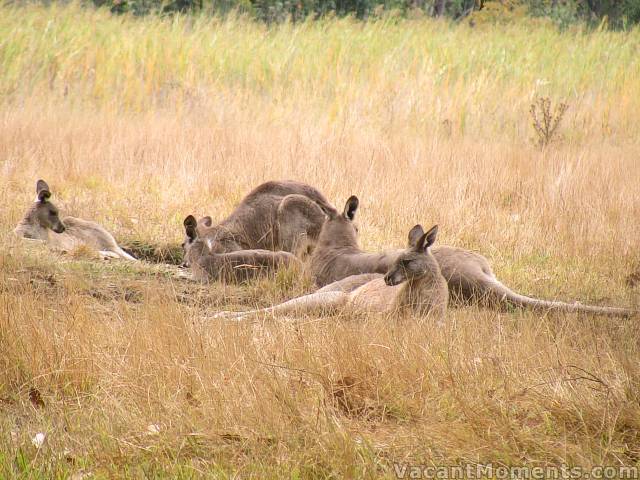 Taking siesta in the midday sun