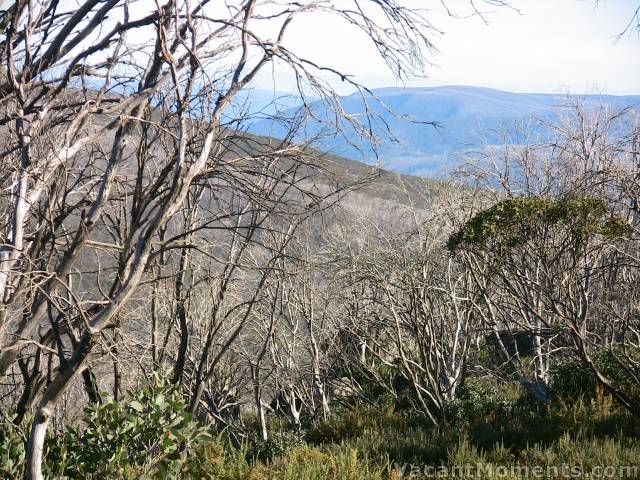 The further we went the more the vegetation thickened