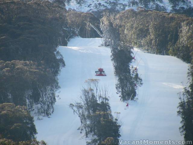 Grooming High Noon Thursday afternoon