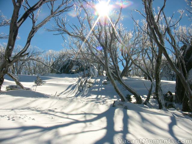 Iced trees on the untracked way to Dead Horse Gap