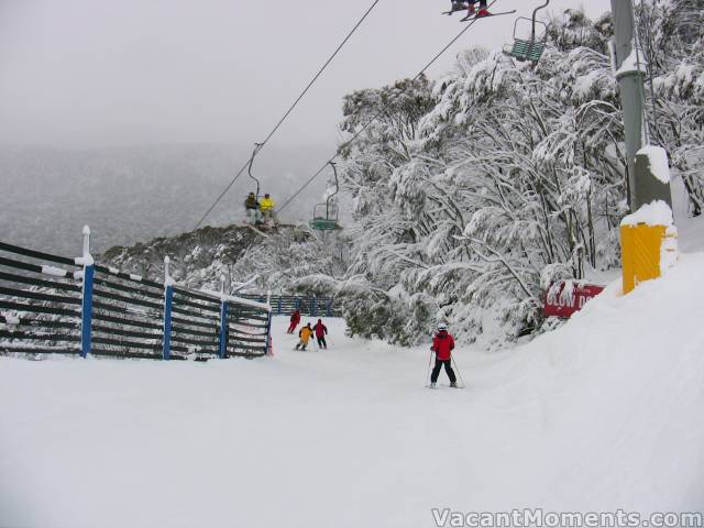 Cat Walk under Snowgums