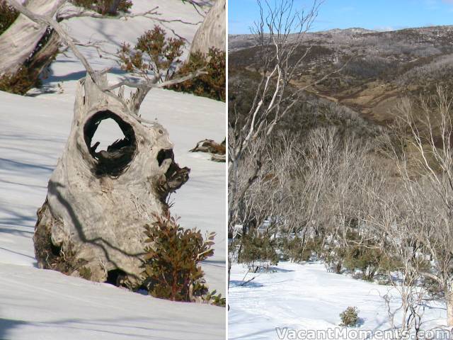 DHG stump and no snow out to Cascades