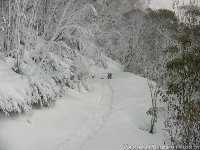 Bunny Walk yesterday - still with open creek