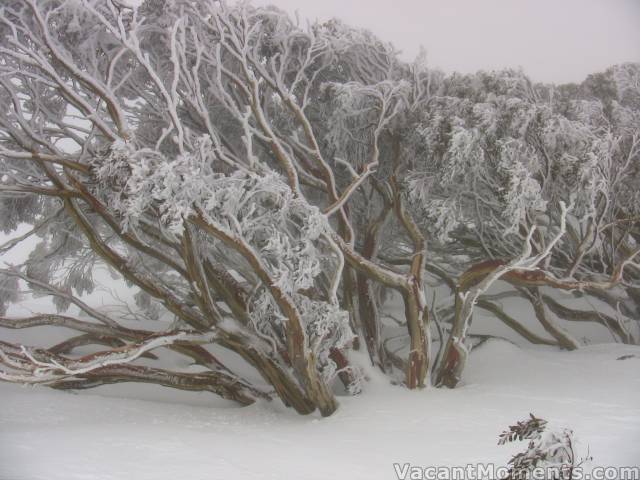 Misty snow gums