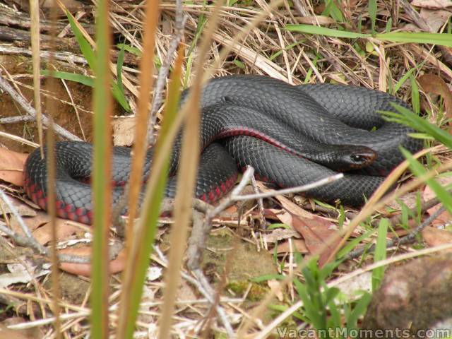 What's awaitng me in Sydney<br>why do they call it a red-bellied black snake?