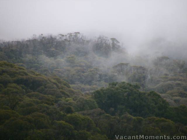 Mist in the trees - that true Snowy Mountains feeling