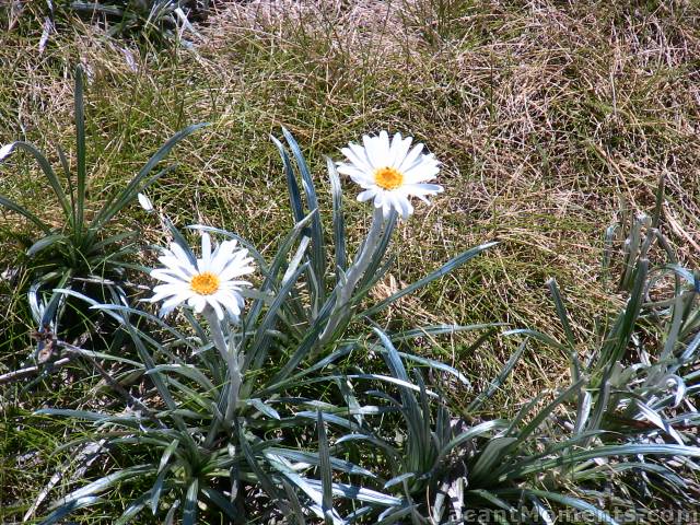 The alpine flowers are out