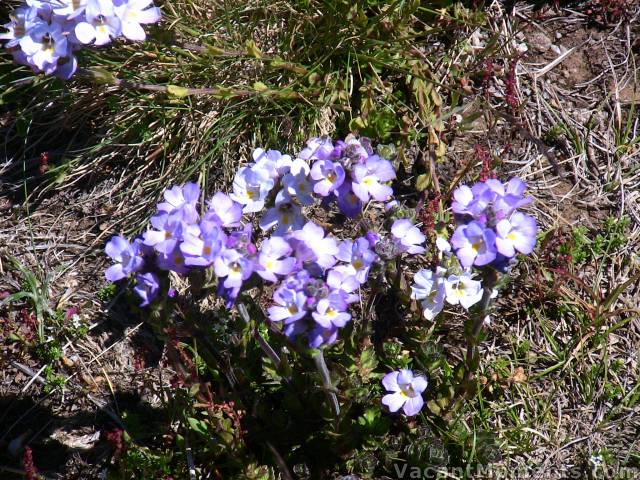 Alpine Colours