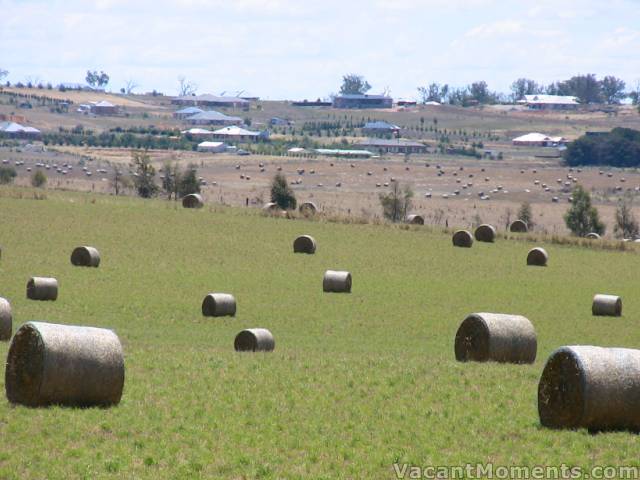 A little rain and sun and up pops a crop of rollers in Murrumbateman