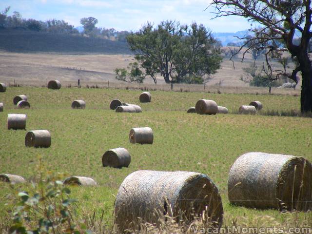 Rather than breeding sheep, some farmers have taken to breeding rollers<br>Sort of headless, legless sheep for vegetarians ;-)