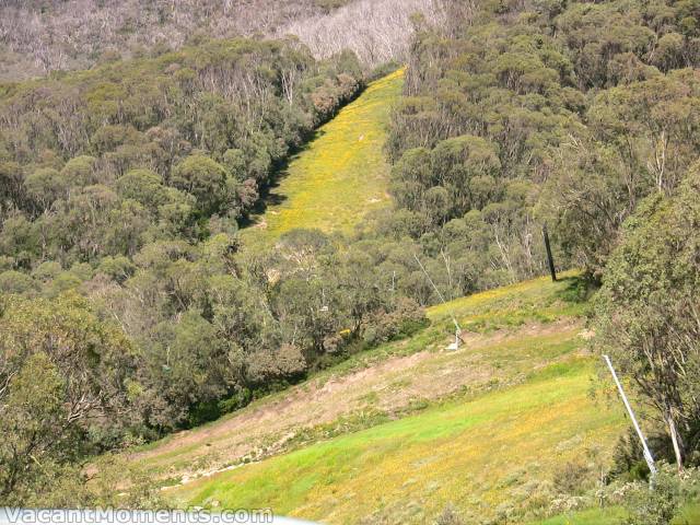 Fields of gold - a pity they're weeds