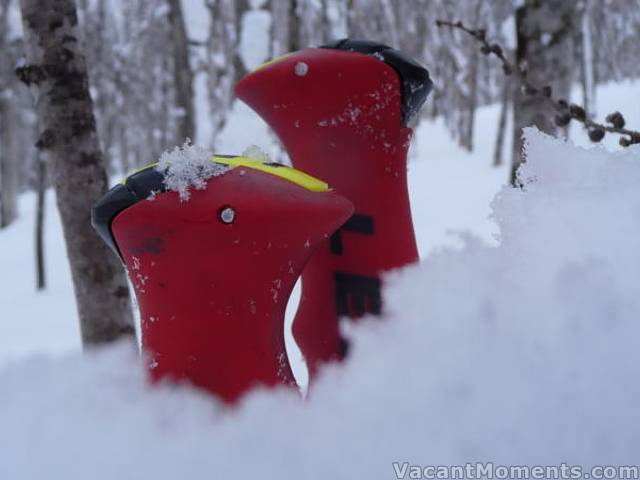 Rosco came across a pair of rarely seen Leki birds - migrated north for winter