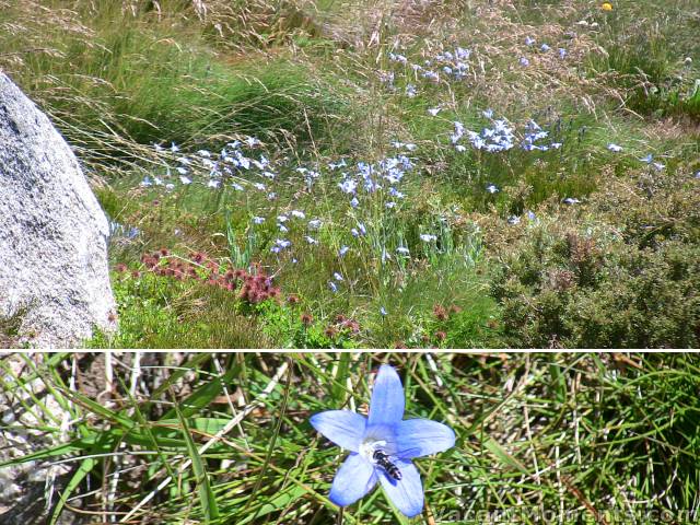 Different species of alpine wildflowers are now appearing on the range